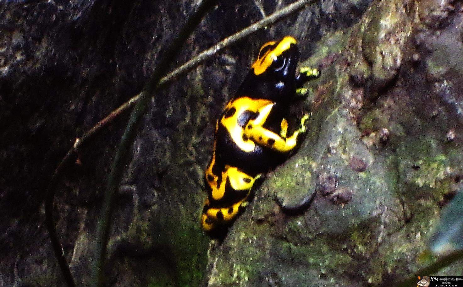 Como Zoo conservatory, MN poison dart frogs